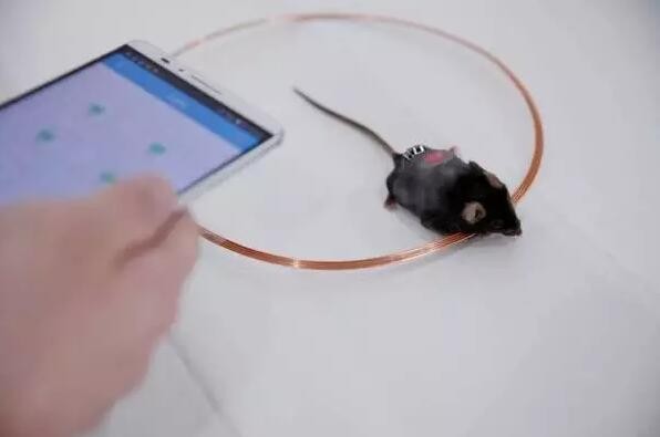 中国科学家用App和LED灯控制胰岛素的分泌 中国科学家用App和LED灯控制胰岛素的分泌